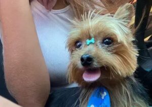 Pitbull ataca cãozinho em loja em Coronel Fabriciano e provoca comoção