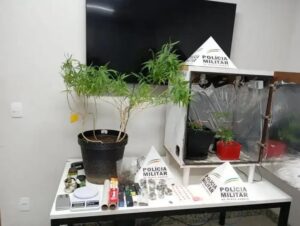 Polícia Militar apreende cultivo de maconha em residência em Coronel Fabriciano
