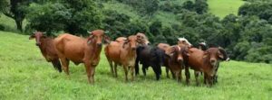 Produtores rurais de Minas devem atualizar dados de rebanhos até 30 de junho