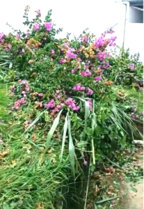 Prefeitura de Timóteo não gostou: Vídeo mostra servidoras da UBS do Alegre roçando e capinando a área interna da unidade