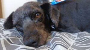 Semad lança edital para consórcios públicos com foco na microchipagem de cães e gatos em Minas Gerais