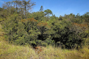 TJMG condena proprietário rural por dano ambiental