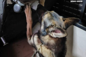 Com a ajuda de um cachorro, a droga foi encontrada na casa de torcedor em Patos de Minas (foto: Divulgao/PCMG)