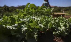 BNDES e Bahia firmam parceria de R$ 299 milhões para agricultura familiar