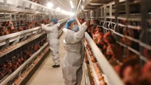 Brasil registra 12 investigações de gripe aviária em andamento