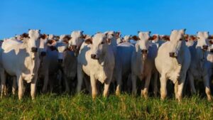 México exige rastreamento detalhado de carne bovina do Brasil