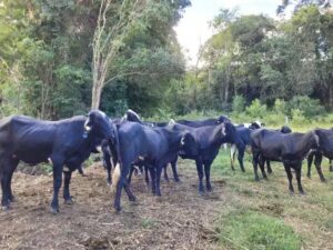 Parceria aprimora genética de gados para produtores do Sul de Minas