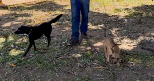 Cadastro busca voluntários para projeto “Cão Rolé” em Ipatinga
