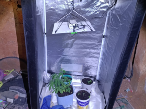 Homem é preso por cultivar pés de maconha dentro do quarto em Governador Valadares | Vales de Minas Gerais