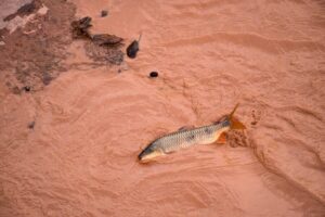 Samarco: última semana para ingressar no PID – Acordo de Reparação da Bacia do Rio Doce