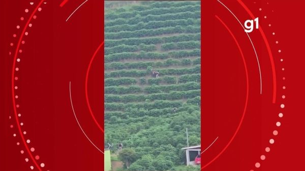 VÍDEO: foragido da justiça é preso em cafezal em MG