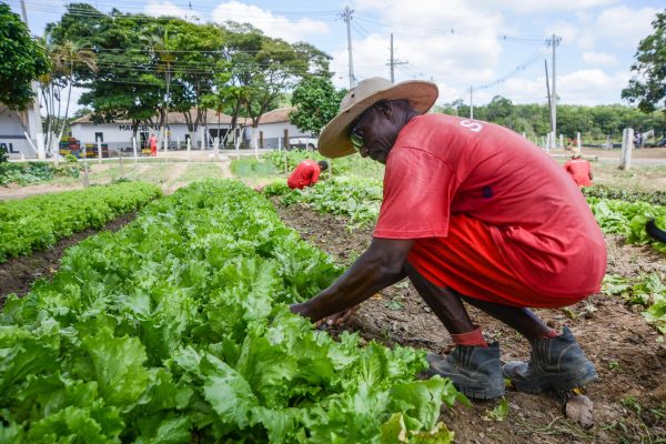 Cem toneladas de verduras plantadas em presídios beneficiam 184 instituições em Minas Gerais