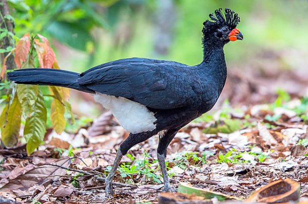 Mutum-do-bico-vermelho volta a habitar a Mata Atlântica após 50 anos de extinção em parque mineiro