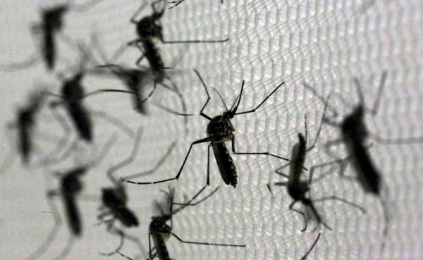 Primeiro LIRAa do ano aponta aumento de infestação por Aedes aegypti em Governador Valadares