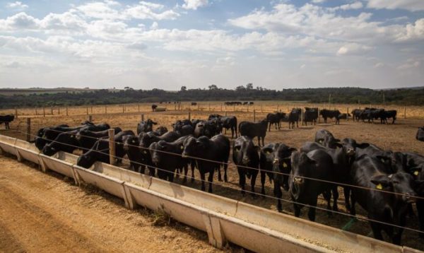 Pecuária brasileira colecionou recordes em 2022