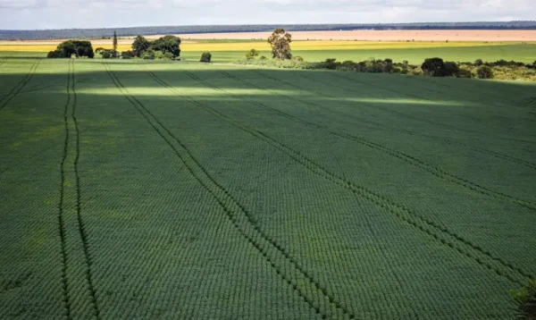 Agricultura vai querer voltar para mercado de carbono, diz Haddad