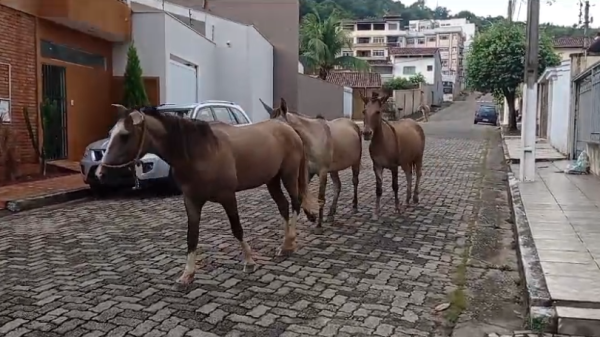 Moradores de Timóteo reclamam de transtornos causados por animais soltos nas ruas