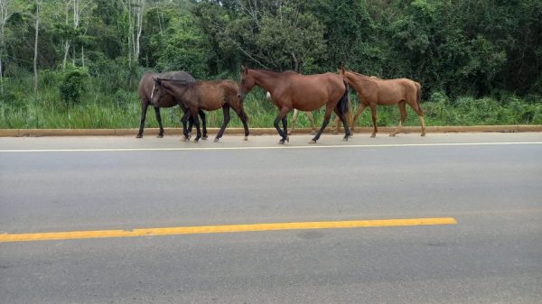 Animais soltos continuam preocupando motoristas na rodovia LMG-760