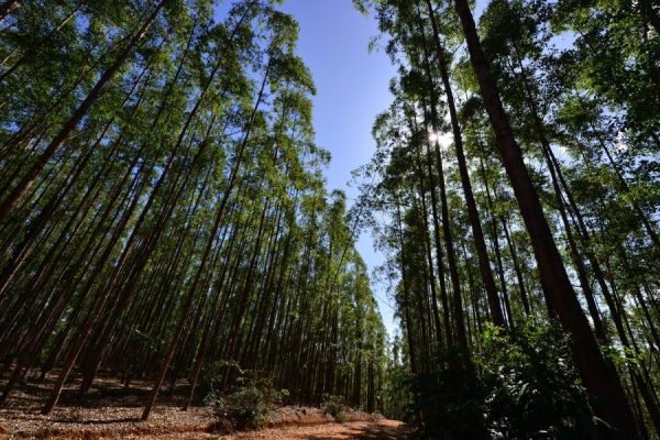 CENIBRA abre vagas para trabalhadores na área florestal