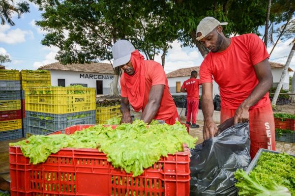 Cem toneladas de verduras plantadas em presídios beneficiam 184 instituições filantrópicas em Minas Gerais