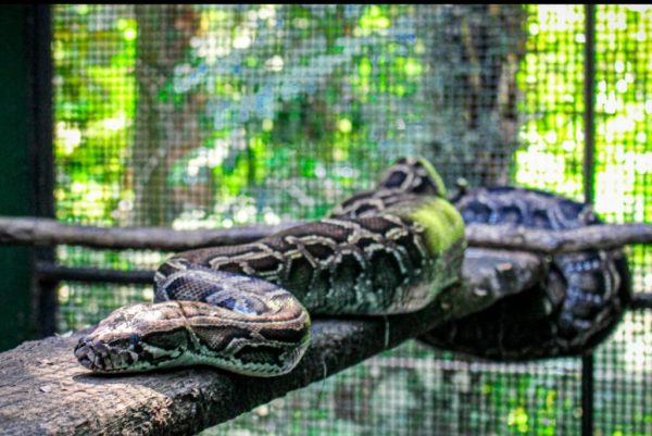 Zoológico Da Usipa Recebe Cobra Python