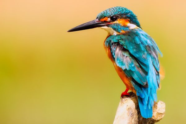 Criadores de pássaros precisarão de certificado digital para transferência de aves