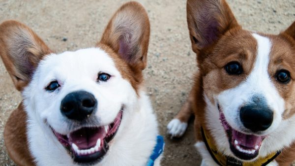 Disputa por guarda compartilhada de cães leva casal à justiça » Portal MaisVip