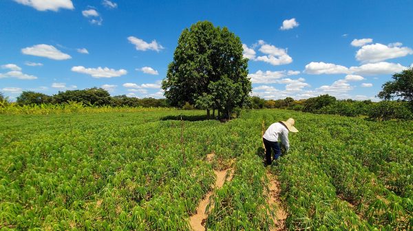 Edital seleciona municípios para execução do Programa de Aquisição de Alimentos em Minas