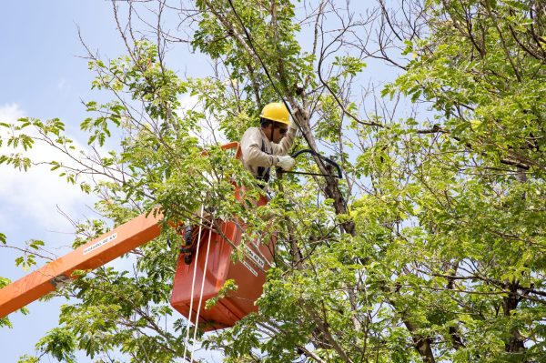 Falta energia: Cemig vai investir cerca de R$ 69 milhões em manutenção preventiva na região Leste em 2024