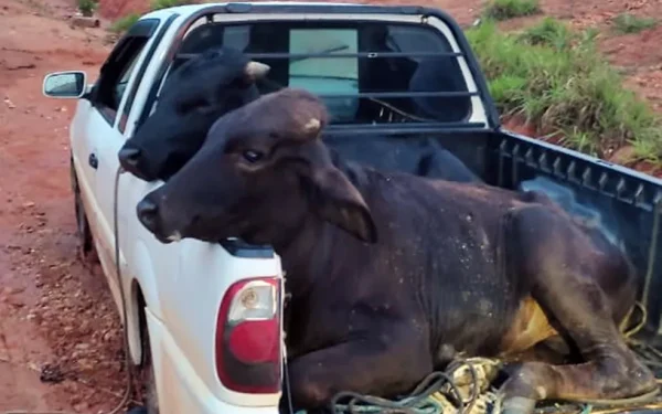 Golpe da compra de cabeças de gado leva homem de 35 anos para a cadeira