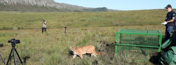 Governo de Minas e Ibama reabilitam onça parda atropelada e a devolvem à natureza