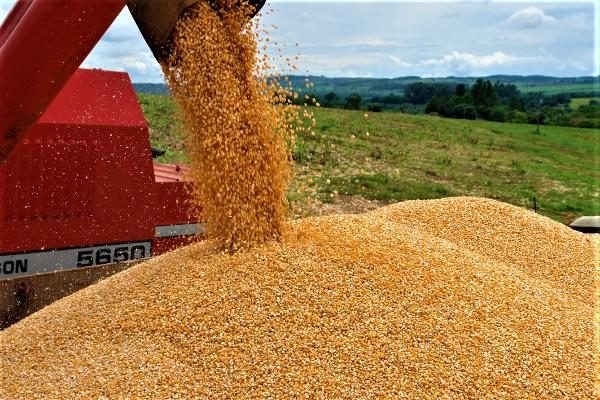 Impacto Do Clima Provoca Queda Na Safra De Grãos Em Minas