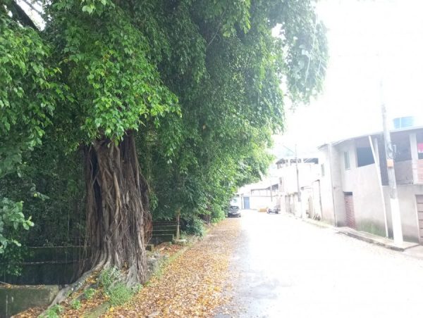 Na avenida São João, em Timóteo, árvore pode estourar galeria e asfalto, alerta moradores