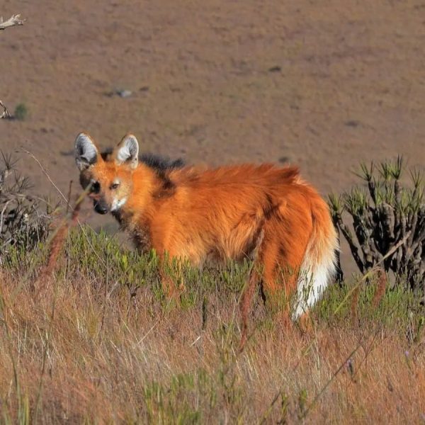 Governo de Minas garante a preservação de espécies raras de fauna e flora em unidades de conservação