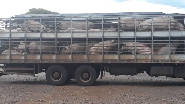 MAU CHEIRO: Fluxo em excesso de carretas com porcos em Timóteo, prejudica lanchonetes