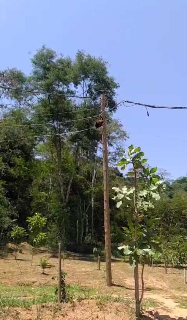 Macacos são atingidos por descarga elétrica em reserva ambiental de MG