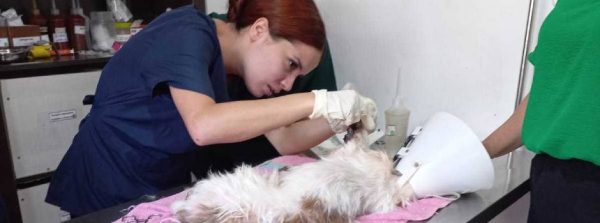 Minas promove parceria para vacinação e atendimento médico-veterinário de cães e gatos