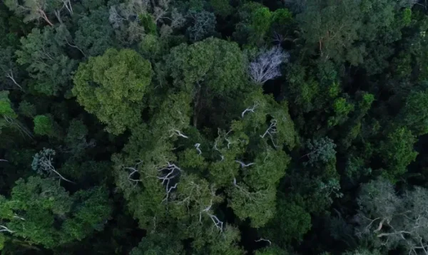 Obra mostra importância da Amazônia e de mais 4 florestas para o clima