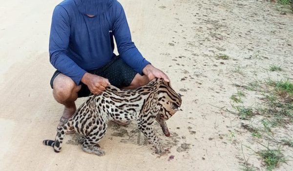 Onça-pintada é morta por atropelamento próximo ao Parque do Rio Doce, em Conceição de Minas