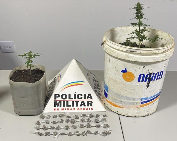 Polícia Militar é acionada para briga de moradores em MG e acaba achando pés de maconha no quintal da casa; traficante foi preso