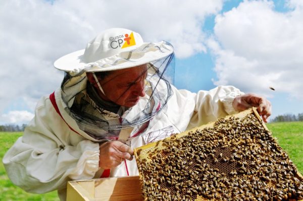 Polinizadores naturais, abelhas são fundamentais para a agricultura e correm risco com as mudanças climáticas