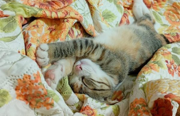 Prazo para edital de microchipagem de cães e gatos em Minas Gerais termina em 11/7