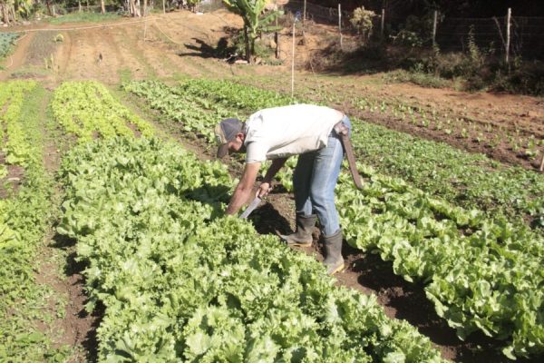 Prefeitura de Coronel Fabriciano discute ampliação da agricultura familiar