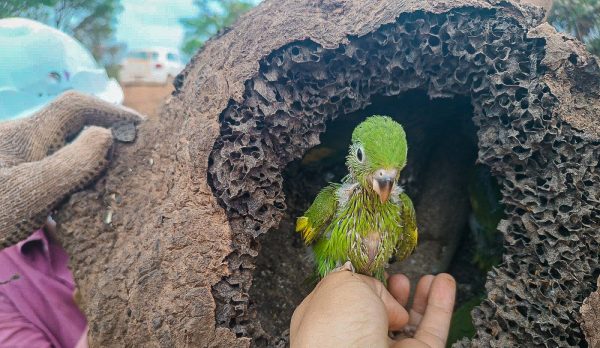 Programa de proteção à flora e fauna nas obras rodoviárias de Minas garante preservação