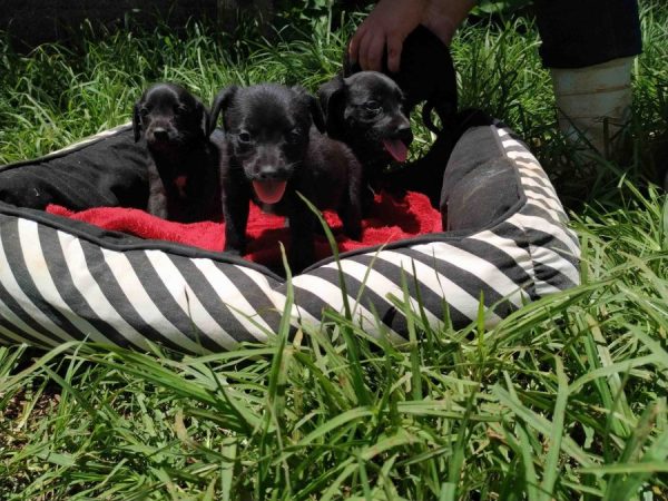 Programas do Governo de Minas melhoram a relação das cidades com cães e gatos