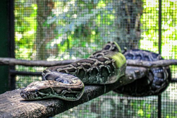 Após resgate, Polícia Ambiente entrega de cobra python ao Centro de Biodiversidades da Usipa