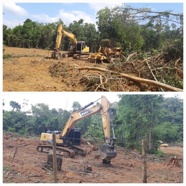 Quatro homens são presos após desmatar área próxima ao Parque Estadual Rio Doce