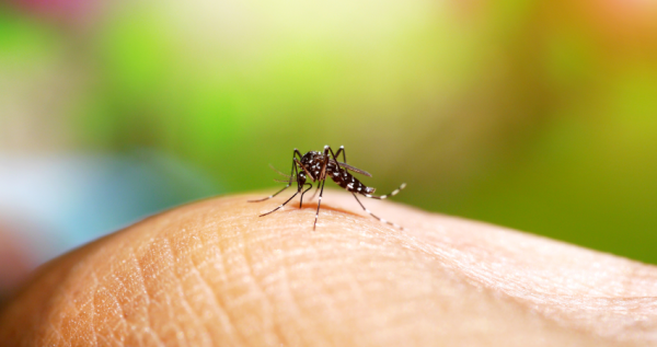 Secretaria de Estado de Saúde lança curso de manejo clínico de chikungunya