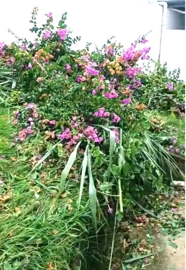 Prefeitura de Timóteo não gostou: Vídeo mostra servidoras da UBS do Alegre roçando e capinando a área interna da unidade