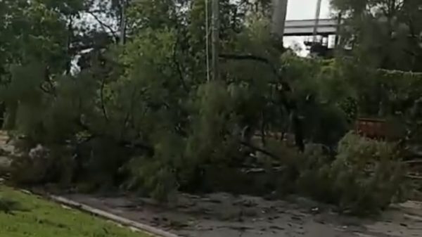 Chuva, ventos e raios provocam queda de árvores e cortes de energia elétrica em Ipatinga